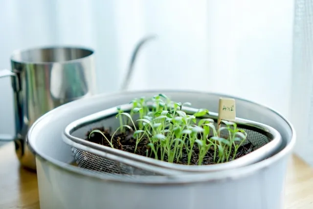 自宅で簡単！初心者でも安心の家庭栽培ガイド