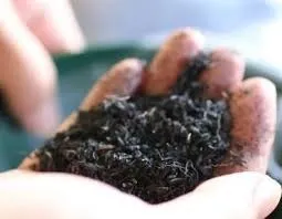 バイオ炭で地球温暖化を抑制する新しいアプローチ