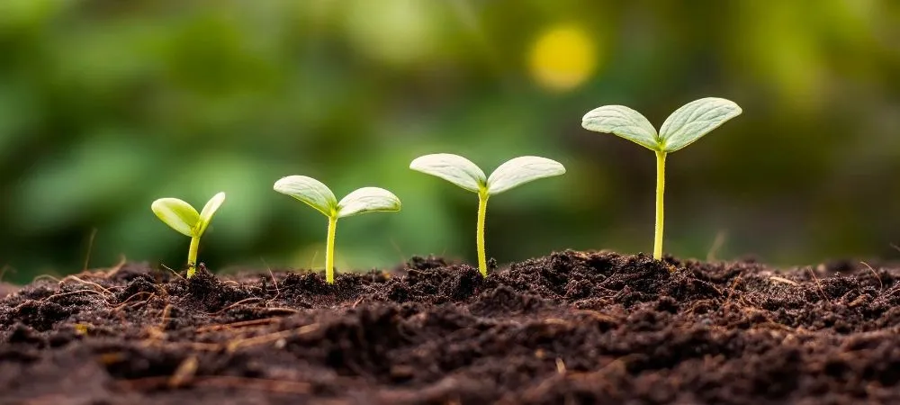 有機培養土で庭を変える！自然に優しい庭づくりの秘訣