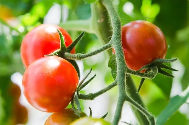 室内で育てるトマト栽培の秘訣：初心者でも成功するステップ