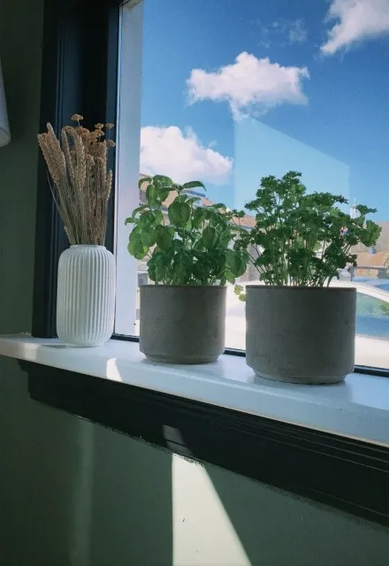 ベランダ菜園とインテリアの融合：快適な住空間を創るアイデア