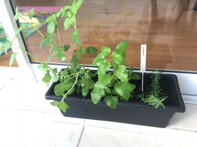 ベランダ菜園に最適な光の活用法とは？