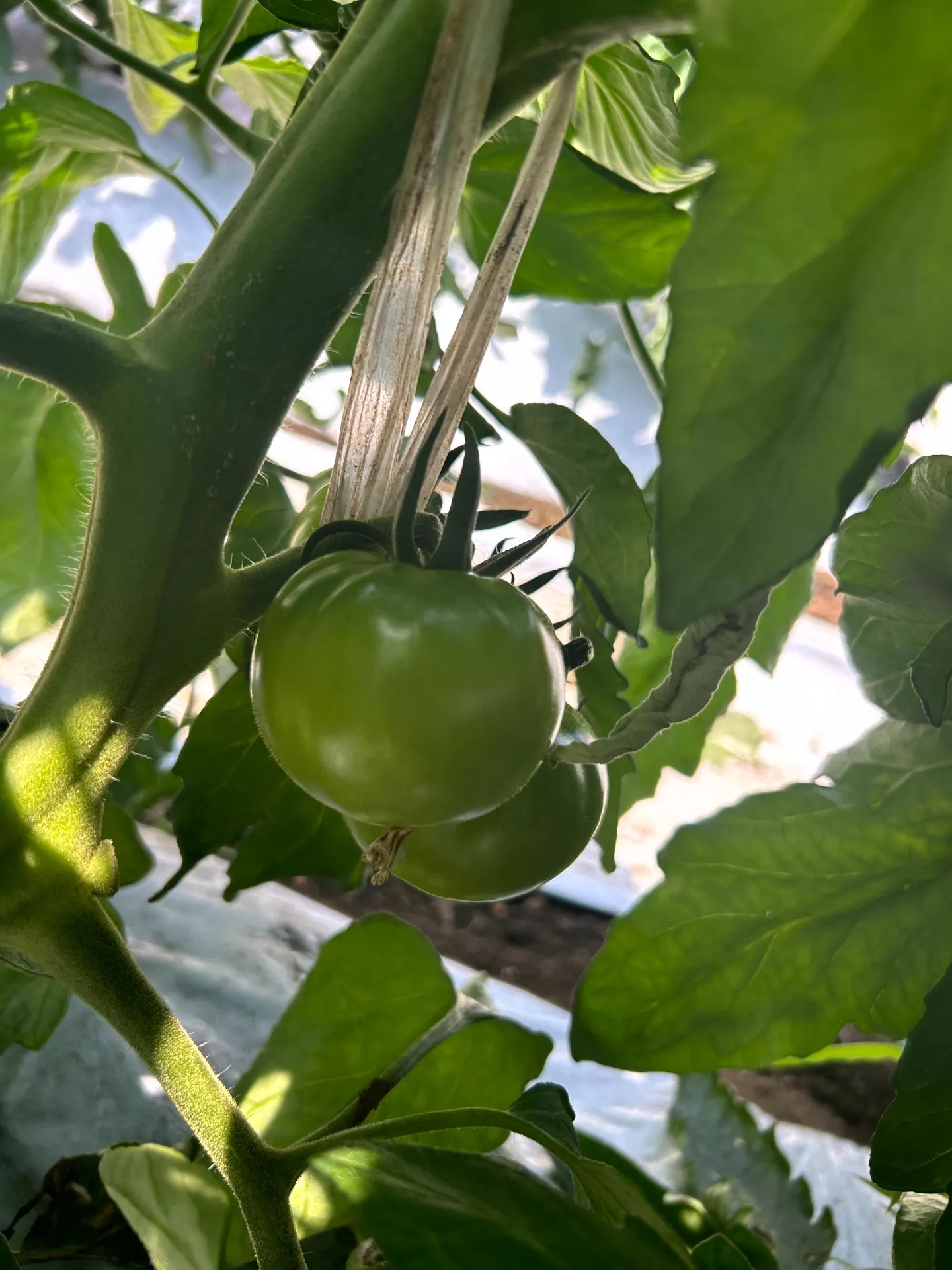 トマト栽培のその後…少しずつ”農家さんのすごさ”が見えてきました