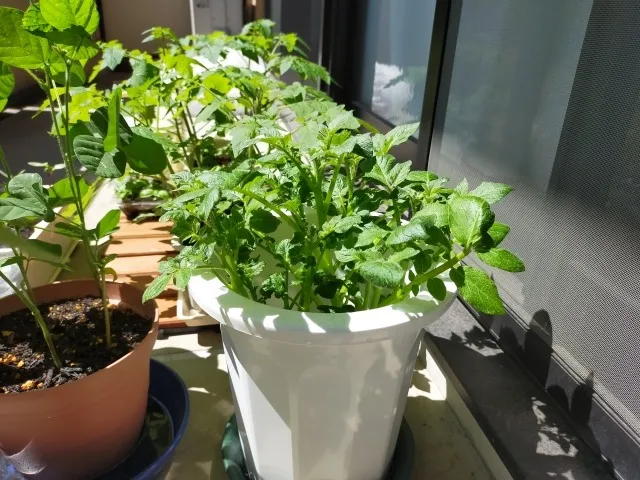 最高の有機培養土とは 有機培養土の選び方とベストランキング