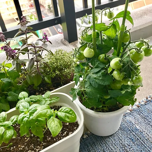 初心者でも安心家庭菜園で育てる簡単ハーブの秘密