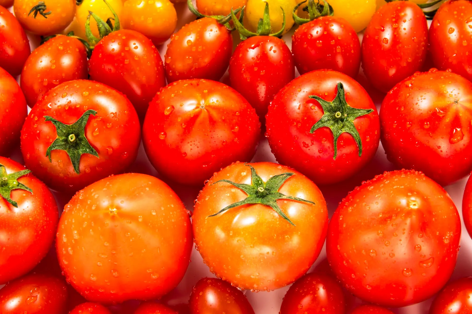 室内栽培でトマトを育てる家庭菜園の魅力と成功の秘訣