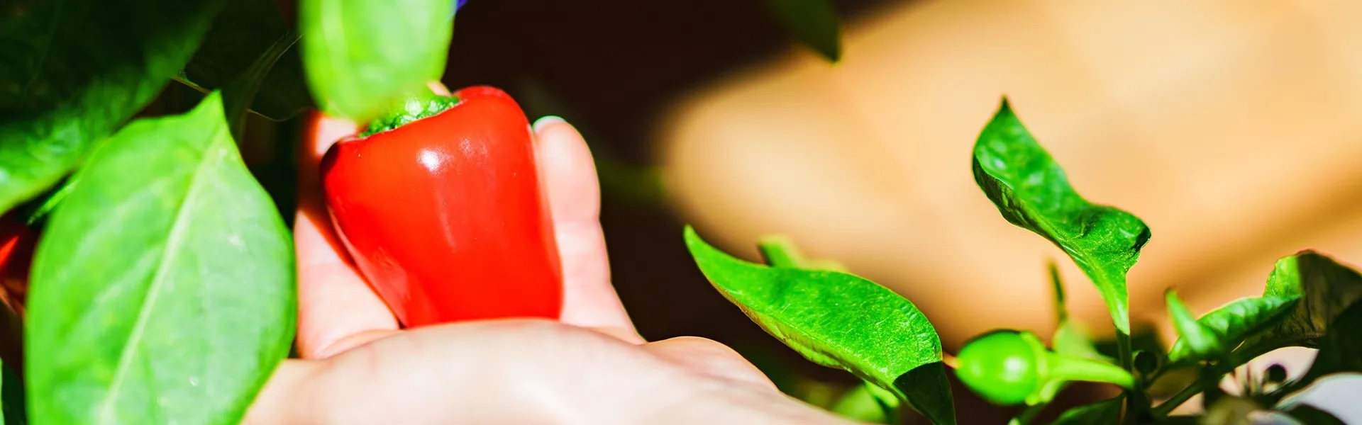 有機培養土で庭を大変身 土壌改良剤の効果とは