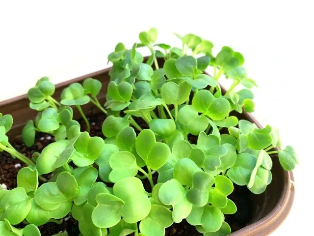 初心者でもできる！家庭菜園での種植え成功の秘訣