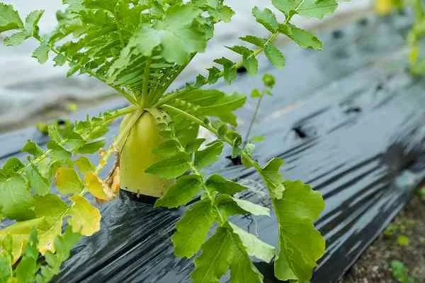 無農薬栽培で健康的な生活を！自家栽培の魅力とは？