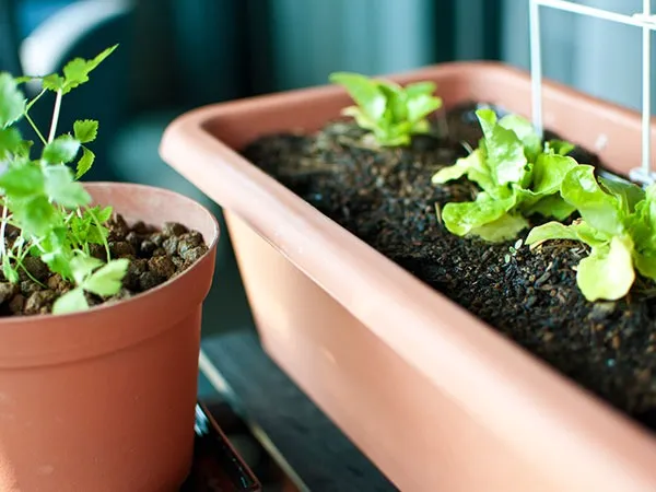 有機培養土で始める！プランター菜園の成功ポイント