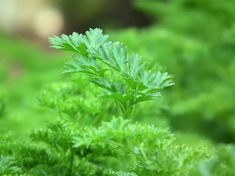 けい酸で植物が元気に！その驚くべき効果とは？