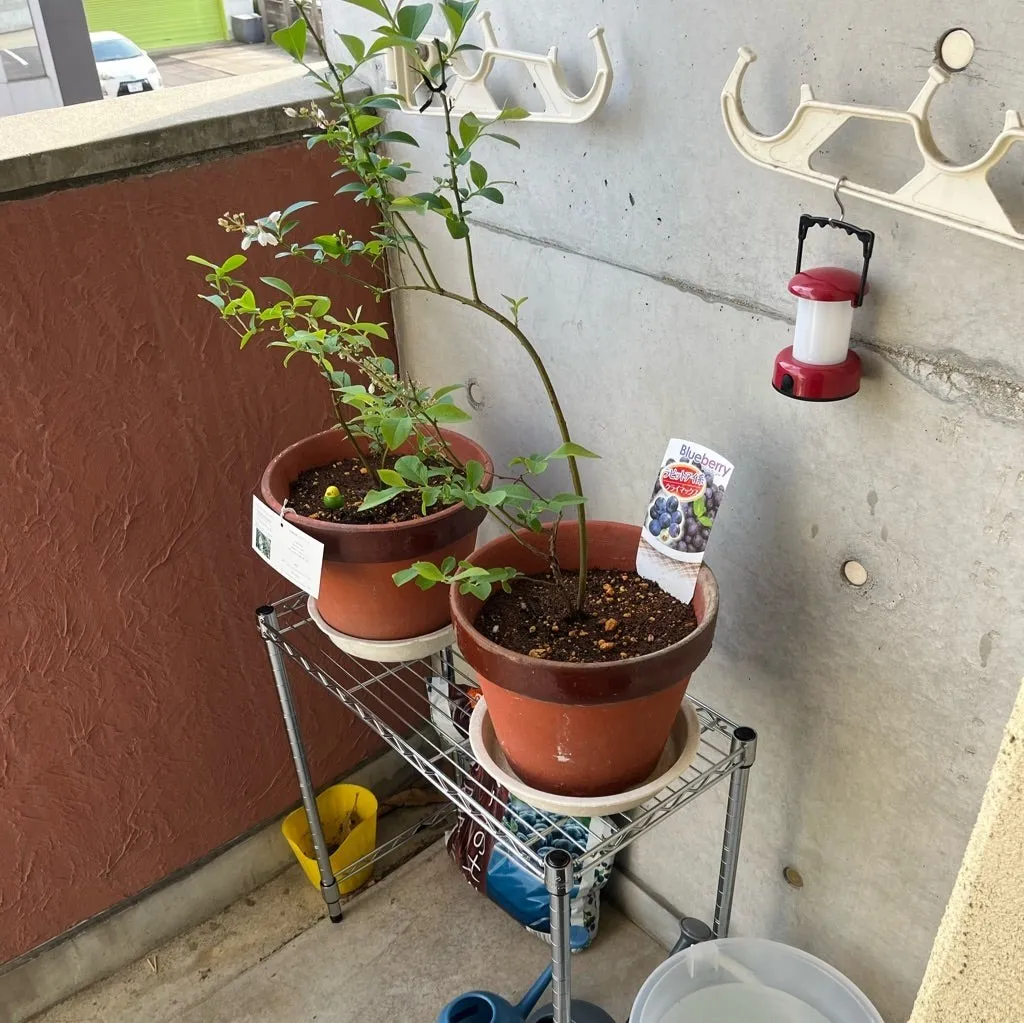 ひとり暮らしでも楽しめる家庭菜園の始め方と手軽なコツ