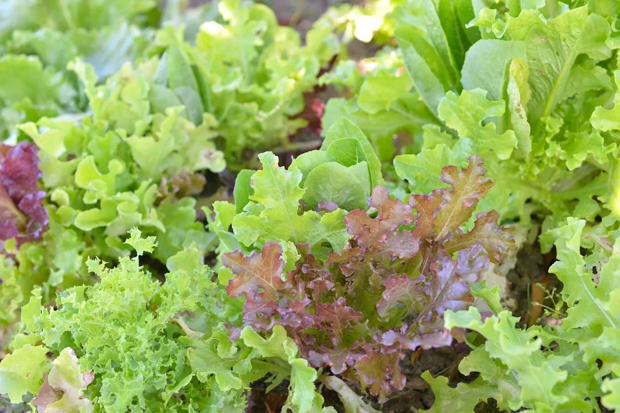 ベビーリーフの栽培を室内やプランターで始める簡単ガイドと収穫のコツ