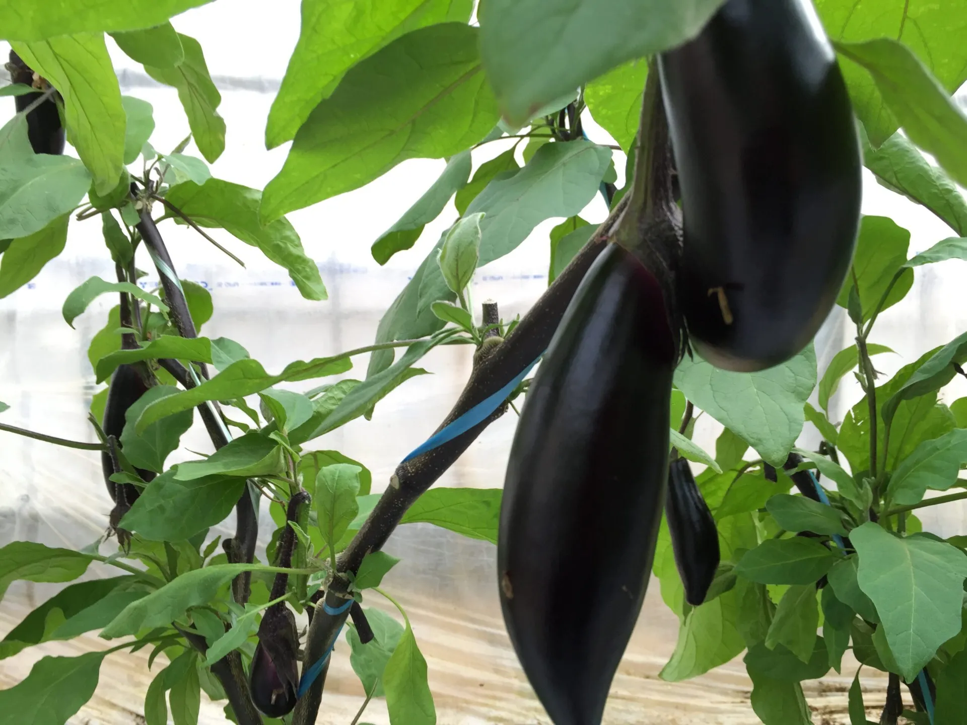 家庭菜園でナスを栽培するコツと初心者でも成功する育て方ガイド