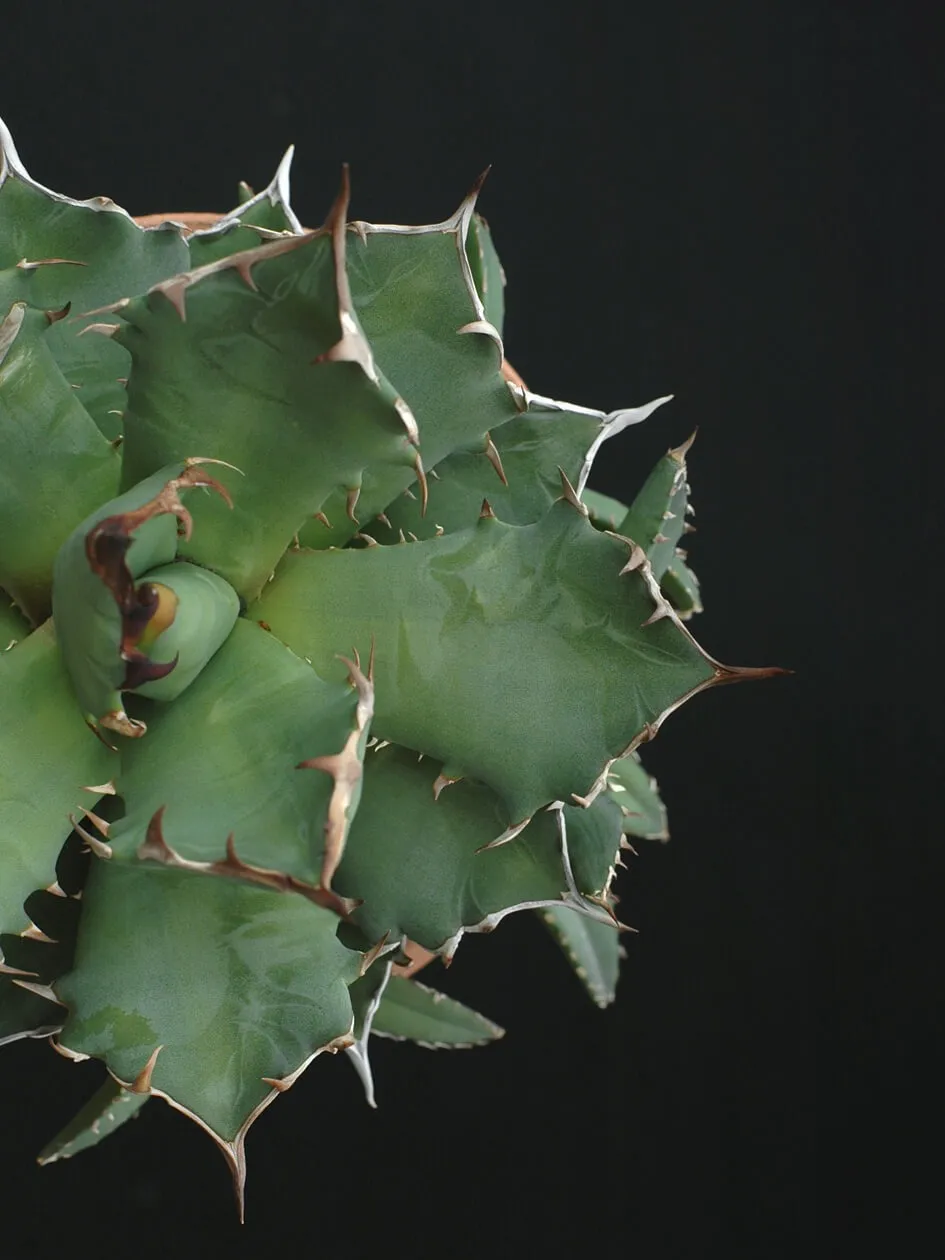くん炭を使ったアガベ栽培の土作りと育成効果を徹底解説