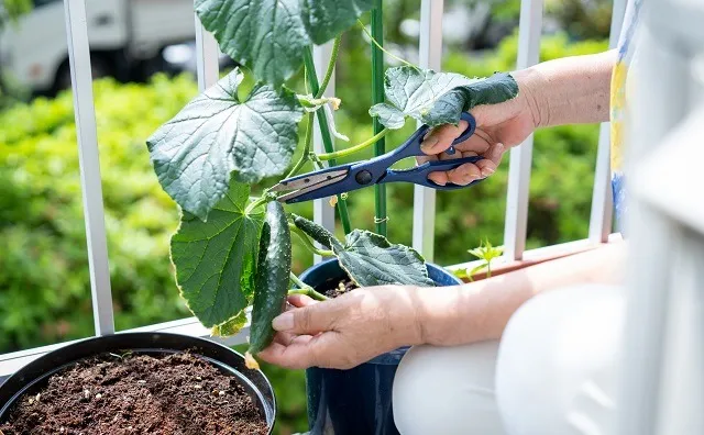 ベランダ菜園でおすすめ野菜を失敗せず育てるコツと選び方