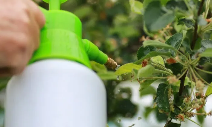家庭菜園の病害虫対策と安全な駆除方法を徹底解説