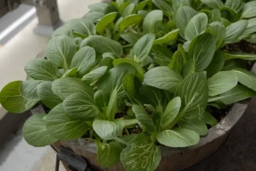 家庭菜園でチンゲン菜を効率良く育て収穫まで楽しむコツと実践ガイド
