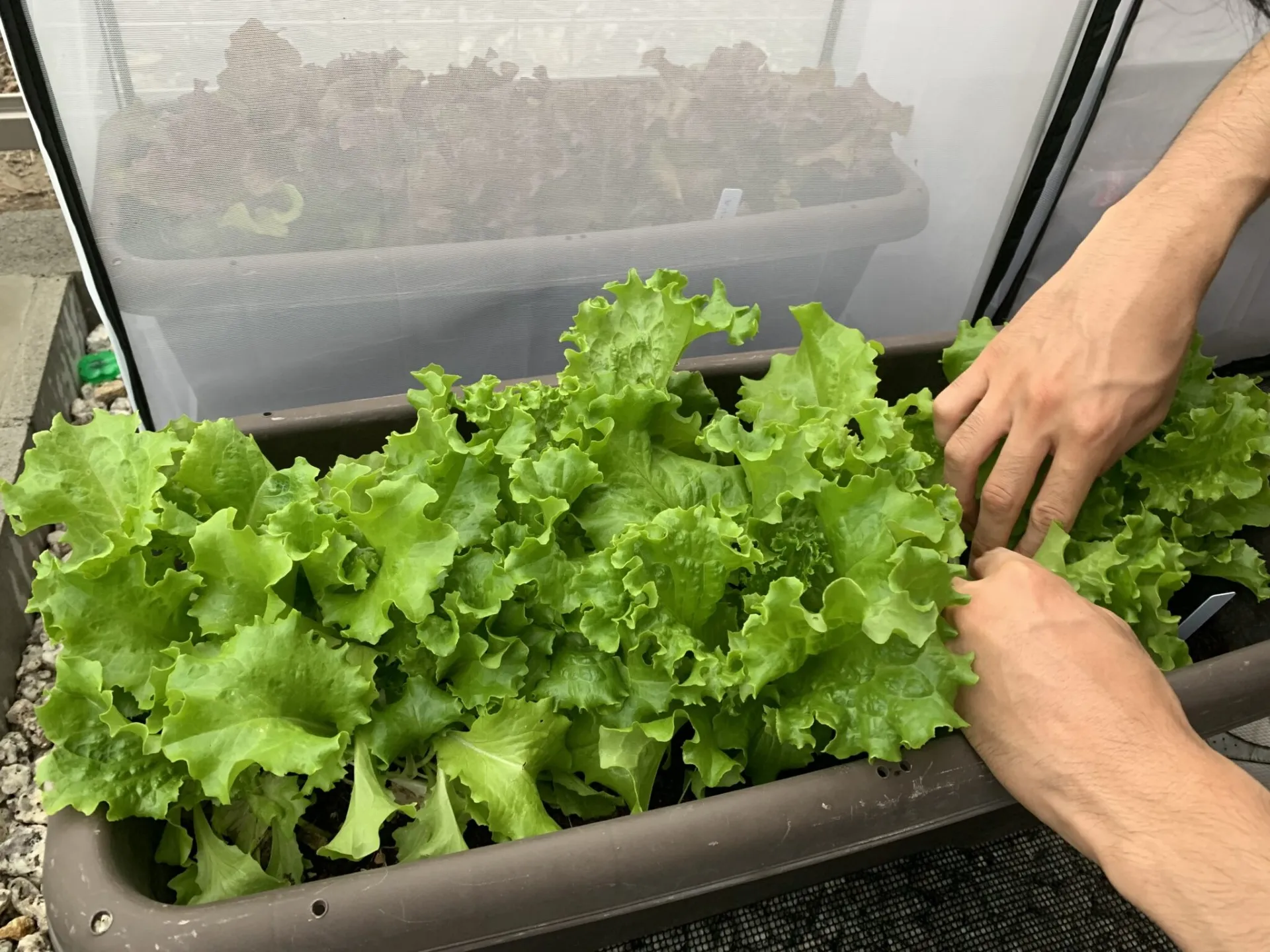 家庭菜園でレタスを失敗しない育て方と植え付け時期のコツ