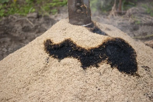 もみ殻の農業利用で土壌改良と持続可能な畑づくりを実現する方法