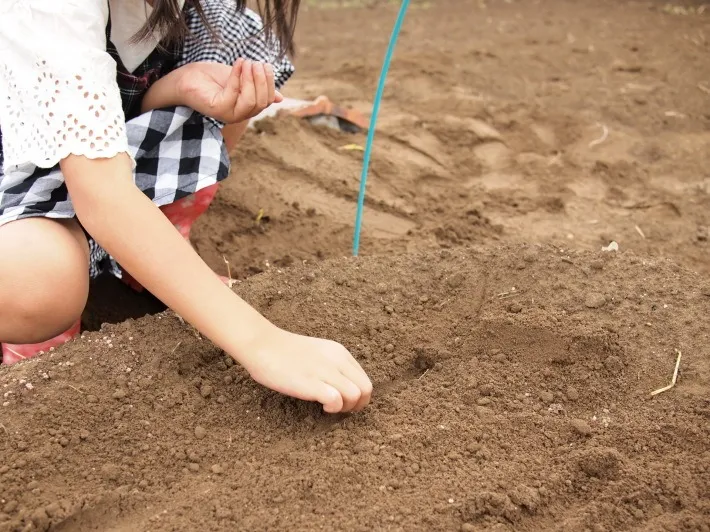 栽培と種まきの基本手順と初心者が押さえたい時期とコツ
