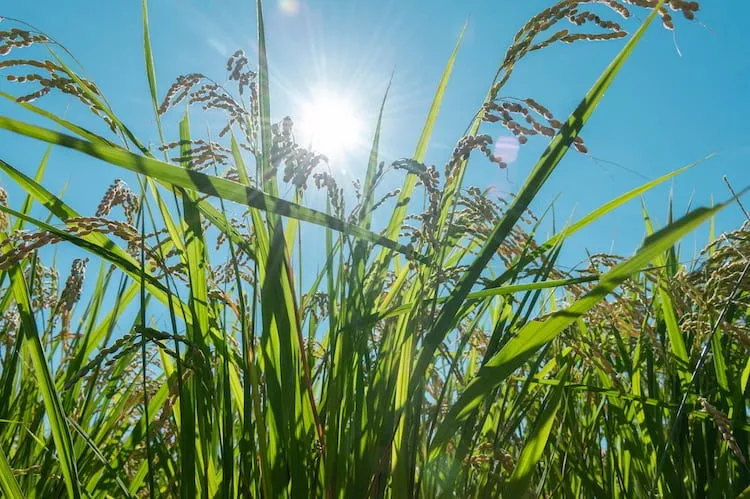 栽培の高温対策に地下水エアコンを活用するメリットと自作法