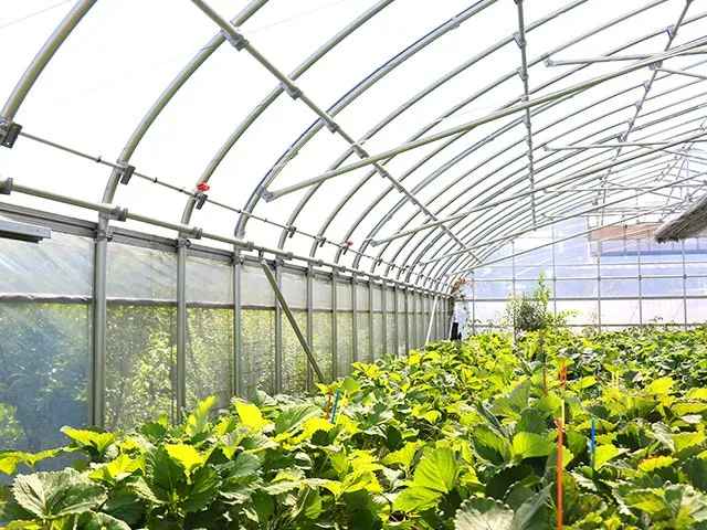 栽培でビニールハウスでも高温障害を防ぐ温度管理と夏の対策ガイド