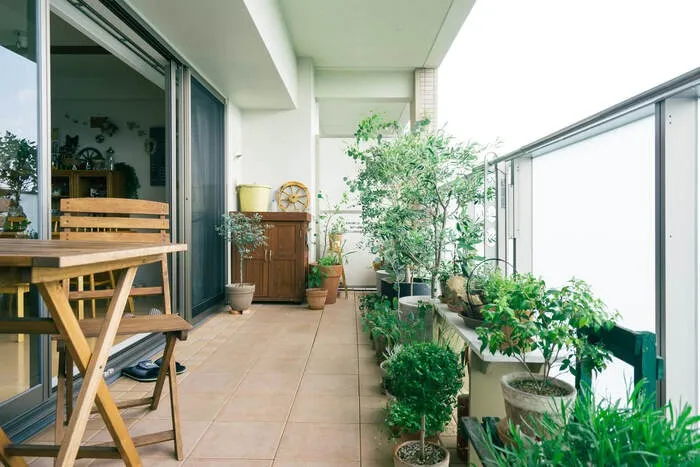 ベランダ菜園で挑戦しやすい品種と初心者が失敗しにくい野菜の選び方