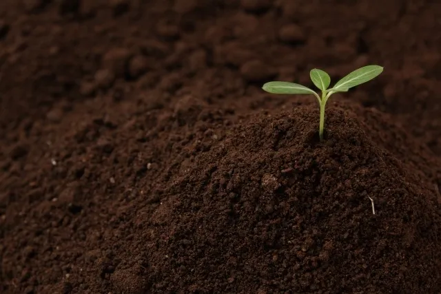 土壌微生物の活性化で東京都の家庭菜園や有機農業を成功させる実践テクニック