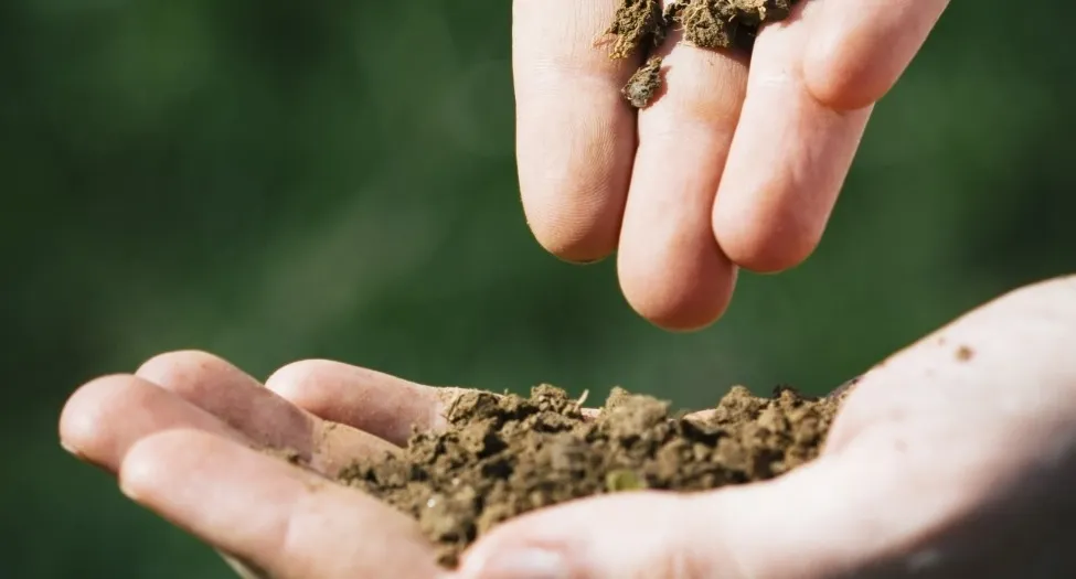 家庭菜園の種まきを成功させる初心者向け年間スケジュールと簡単なコツ
