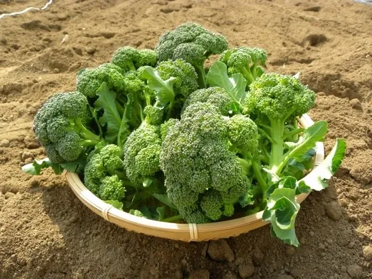 ブロッコリーの栽培を初心者でも成功させる植え付けや肥料のポイント徹底解説