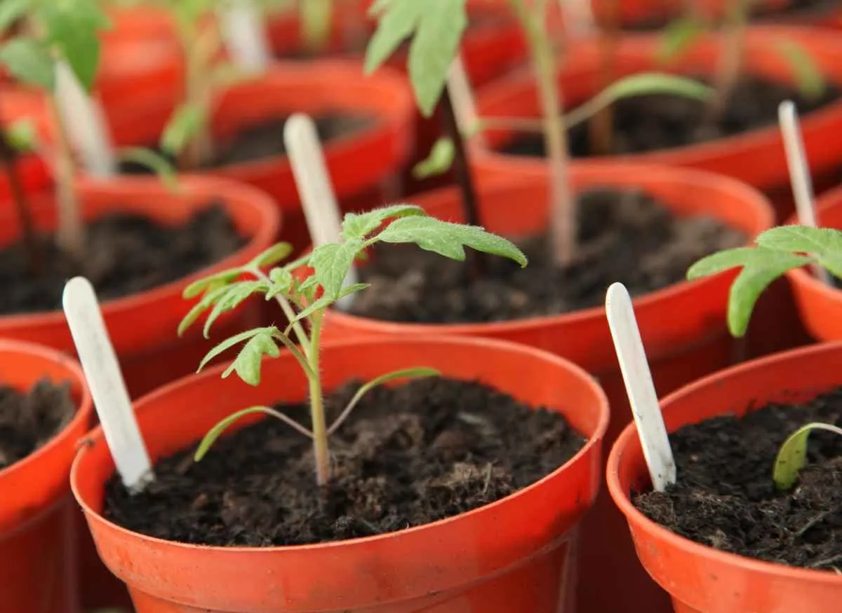 家庭菜園でポットを使った育苗のコツと苗を健康に保つ管理法