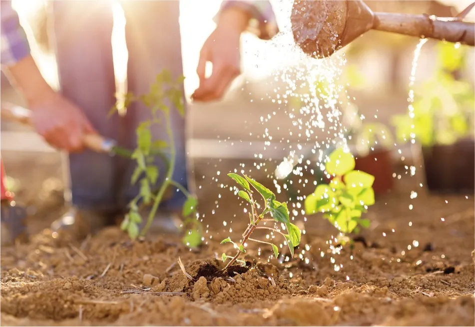 家庭菜園で育てやすい野菜種類と手間いらずで健康生活を始めるコツ