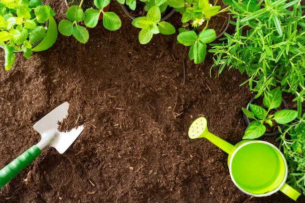 家庭菜園で実践できる土のリセット方法とふかふかに再生するコツ