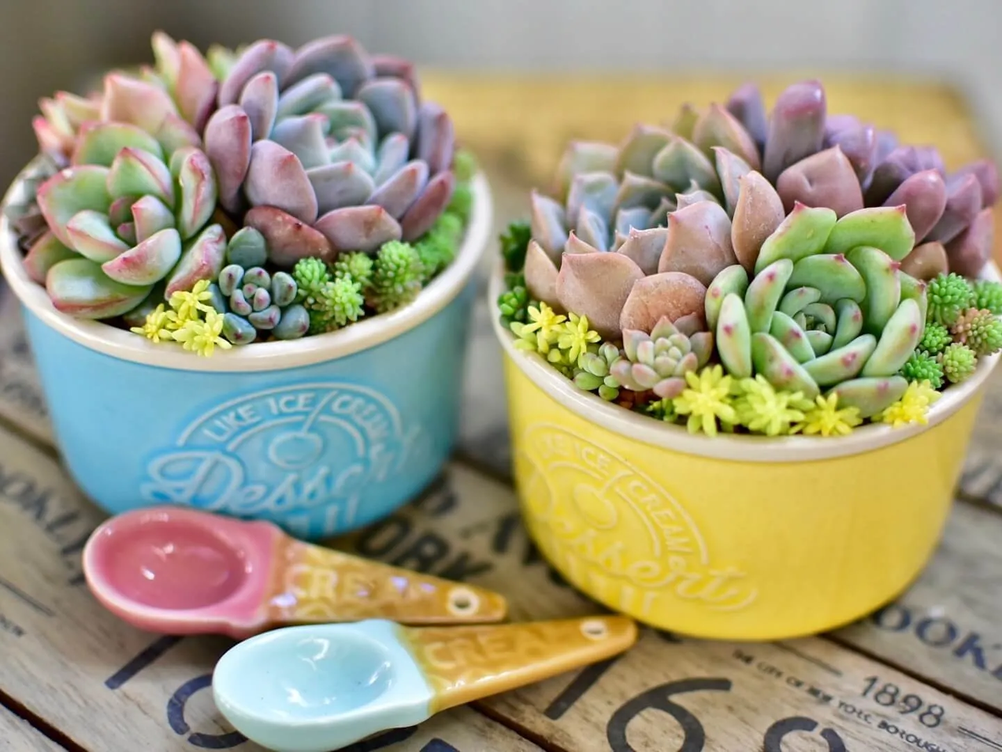 くん炭が多肉植物やアガベ植物の健康な成長と土壌改良に役立つ理由を専門解説