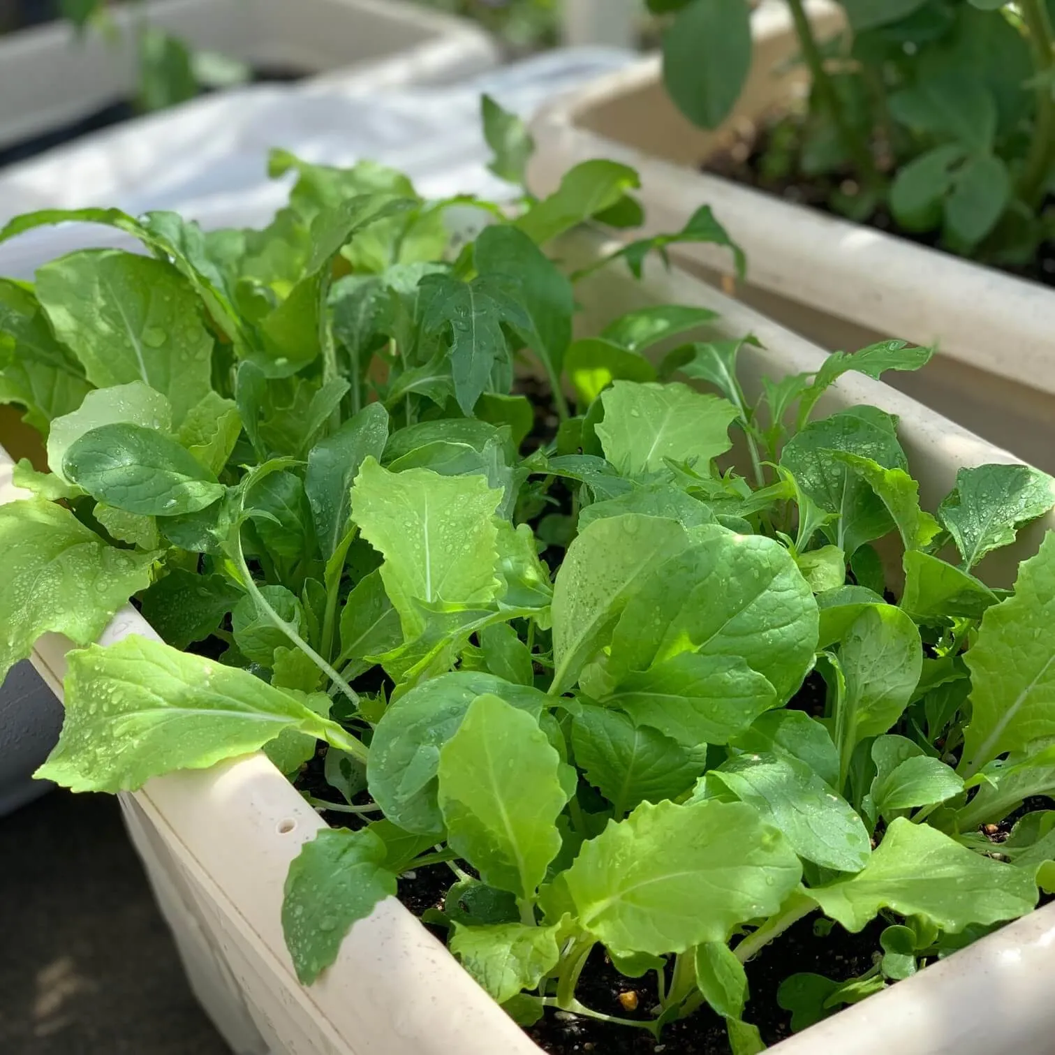 家庭菜園でおすすめの野菜と初心者向け育て方や節約のコツを徹底解説