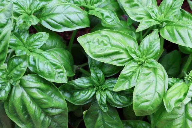 栽培を2月以降に始める時期別初心者向け野菜と失敗しないコツ