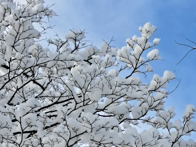 くん炭と融雪剤で畑の雪を安全かつ早く解かす実践効果ガイド