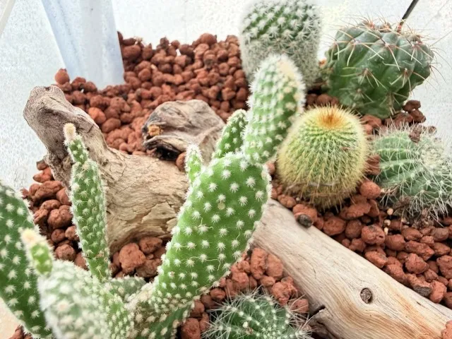 くん炭を使った多肉植物やアガベ植物の最適な用土配合と効果的な育て方