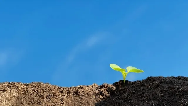 オーガニック肥料の特徴と土壌改良への活用メリット徹底ガイド