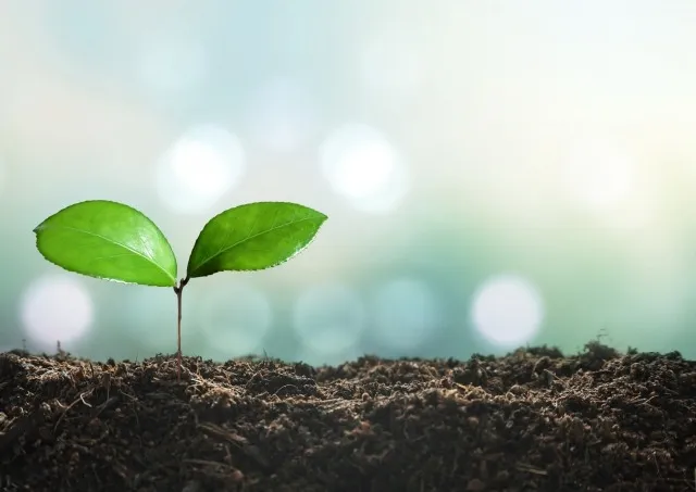 土壌改良剤の天然素材でふかふか土壌を作る実践ポイントと選び方解説
