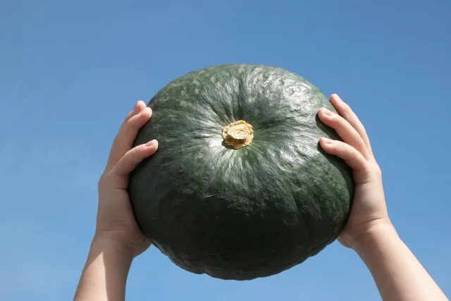 無農薬栽培のコストが高くなる理由と価格の裏側を徹底解説