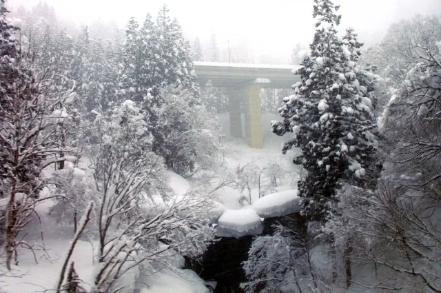 室内栽培でこれからの季節を楽しむ冬野菜の簡単スタートガイド