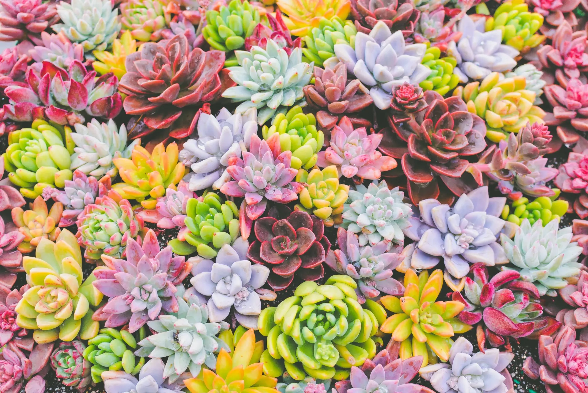 有機培養土で多肉植物を失敗せず育てる実用ガイドと土選びのコツ